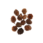 Dekoration | Tannenzapfen | 5 Gram